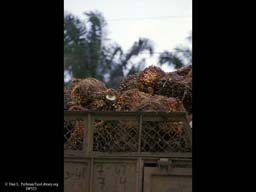 Oil palm fruits, Elaeis guineensis