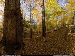 Panorama of Old-growth northern hardwoods forest in Vermont