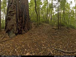 Panorama of Old-growth redwood forest