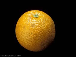 Orange, Citrus sinensis