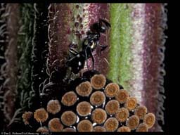 Parasitic wasp ovipositing, Costa Rica