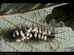 Parasitized caterpillar covered with wasp pupae, Costa Rica