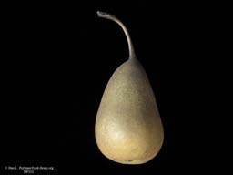 Pear, Pyrus communis