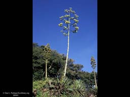 Phenology: Agave in flower, Costa Rica