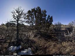 Panorama of Pinyon pine and sagebrush habitat in Colorado