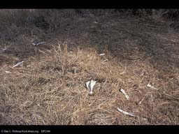 Predation: bones of a buffalo killed by lions, Tanzania