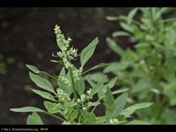 Quinoa plant, Chenopodium quinoa
