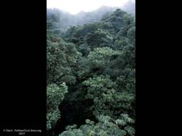 Tropical rainforest canopy, Monteverde, Costa Rica
