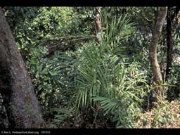 Rattan palm, India