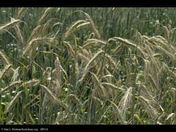 Winter rye, Secale cereale