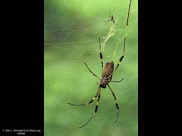 Sexual dimorphism: Golden silk spider, Costa Rica