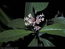 Snakeroot, sedative and hypertension fighter, India