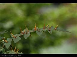 Spines on Solanum pyracanthum