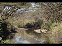Stream and riparian vegetation, Tanzania