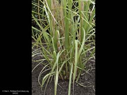 Sugar cane, Saccharum officinarum