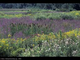 Swamp with cattails and loosestrife, Massachusetts