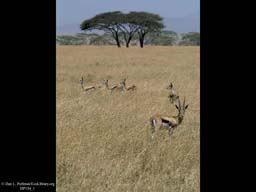 Thomson's gazelles on savanna, Tanzania