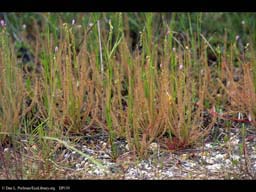 Thicket of thread-leaved sundew plants, Massachusetts