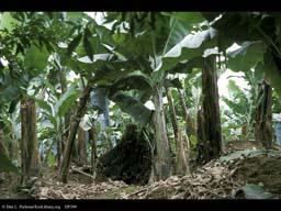Tree stump in banana plantation, Costa Rica
