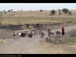 Transporting water via donkey, Tanzania