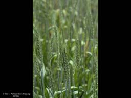 Wheat, Triticum aestivum