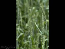Wheat, Triticum aestivum