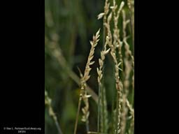 Winter wheat, Triticum aestivum