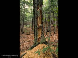 Woodpecker holes in live beech, Massachusetts, USA