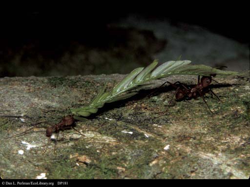 Two leaf cutter ants carrying leaf, Costa Rica