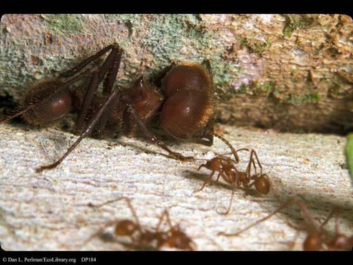 Leaf cutter ant major and minor workers, Costa Rica