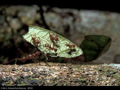Leaf cutter ant riders on leaf, Costa Rica