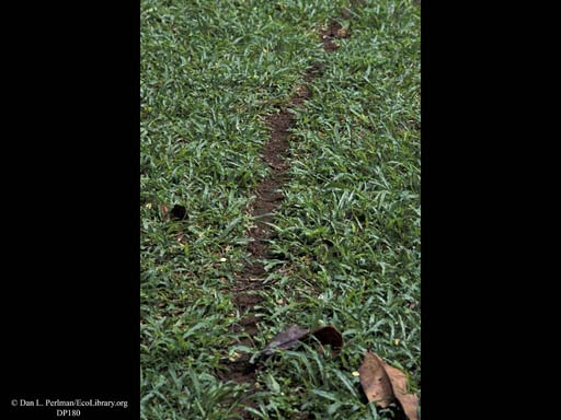 Leaf cutter ant trail, Costa Rica