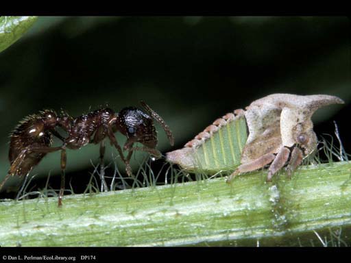 Ant and treehopper passing honeydew