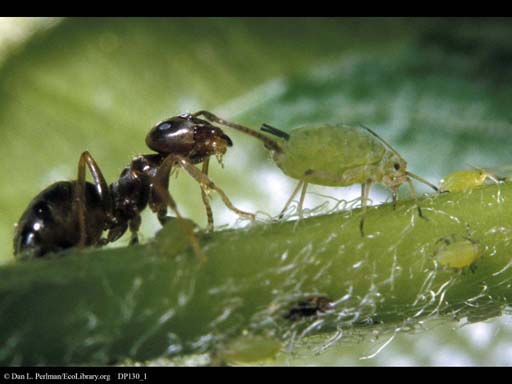 Ant tending an aphid, Massachusetts