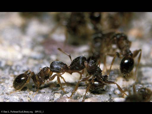 Ants competing for territory, Massachusetts