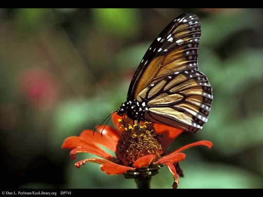 Aposematic coloration: monarch butterfly