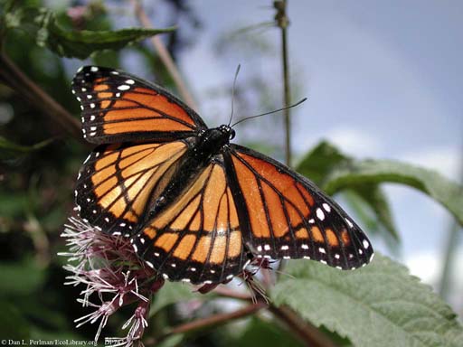Aposematic coloration: viceroy butterfly