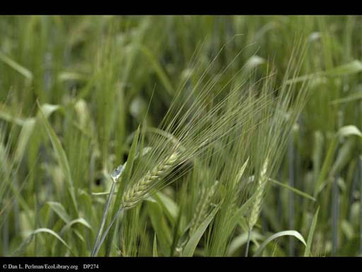 Six-rowed barley, <i>Hordeum vulgare</i>
