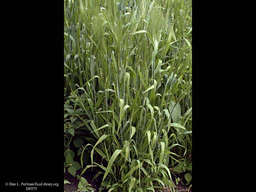 Six-rowed barley, <i>Hordeum vulgare</i>