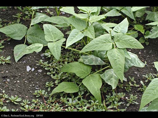 Lima bean bush, <i>Phaseolus lunatus</i>