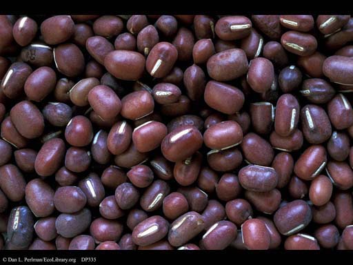 Adzuki bean, <i>Phaseolus angularis</i>