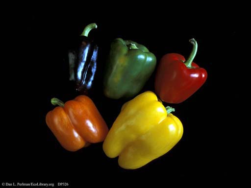 Bell peppers, <i>Capsicum annuum</i>, variation