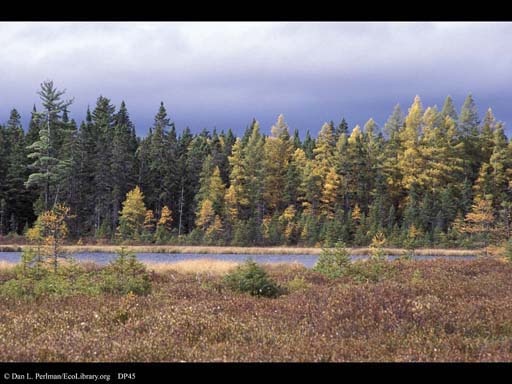 Bog and Boreal Forest, Vermont