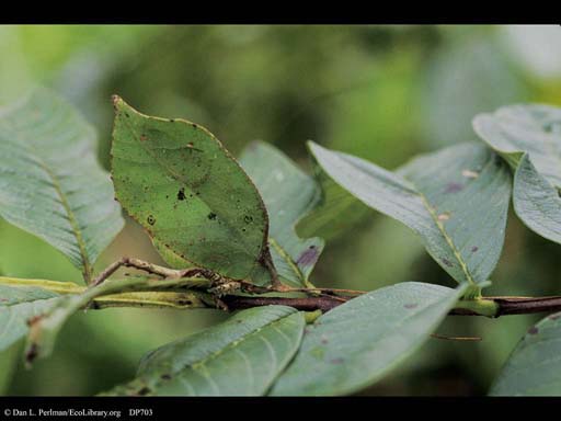 Camouflaged katydid leaf mimic