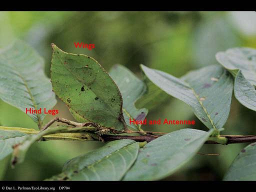 Camouflaged katydid leaf mimic with text
