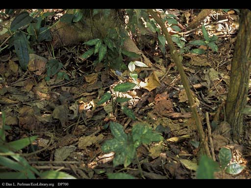 Camouflaged fer-de-lance snake
