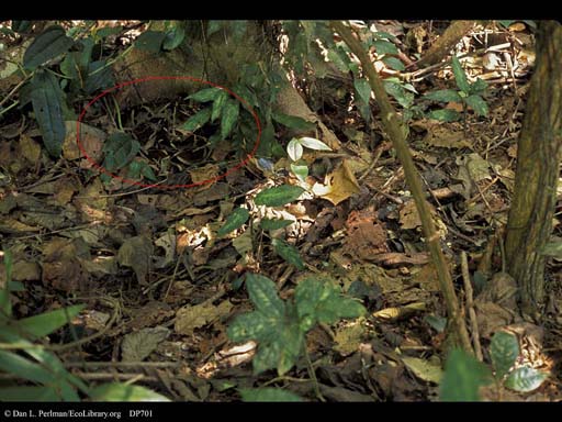 Camouflaged fer-de-lance snake circled
