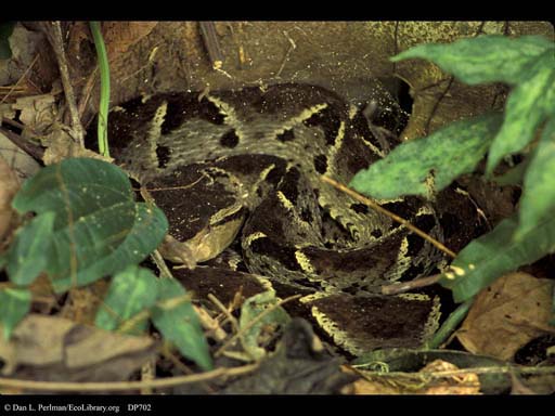 Camouflaged fer-de-lance snake closeup