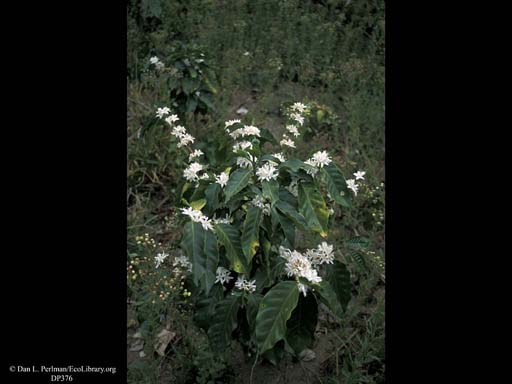 Flowering coffee bush, <i>Coffea arabica</i>