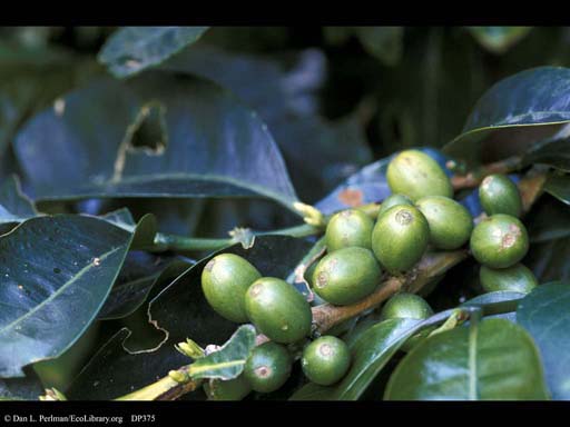 Coffee fruits, <i>Coffea arabica</i>